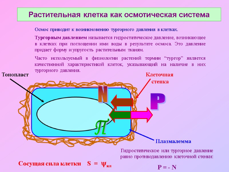 Растительная клетка как осмотическая система  Сосущая сила клетки    S 